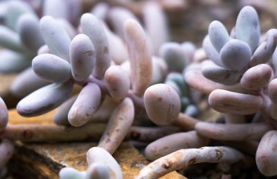 多肉植物（景天科） - 图画吧TUHUABA