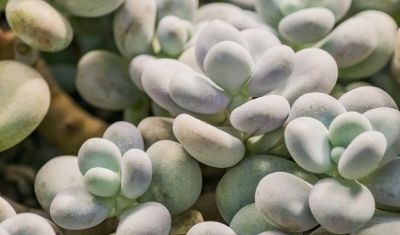 多肉植物（景天科） - 图画吧TUHUABA