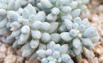 多肉植物（景天科） - 图画吧TUHUABA