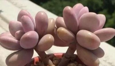 多肉植物（景天科） - 图画吧TUHUABA