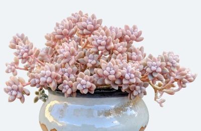 多肉植物（景天科） - 图画吧TUHUABA