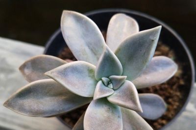 多肉植物（景天科） - 图画吧TUHUABA