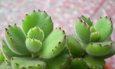 多肉植物（景天科） - 图画吧TUHUABA