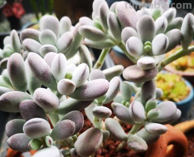 多肉植物（景天科） - 图画吧TUHUABA