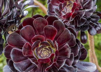 多肉植物（景天科） - 图画吧TUHUABA