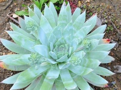 多肉植物（景天科） - 图画吧TUHUABA