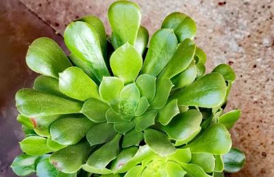 多肉植物（景天科） - 图画吧TUHUABA