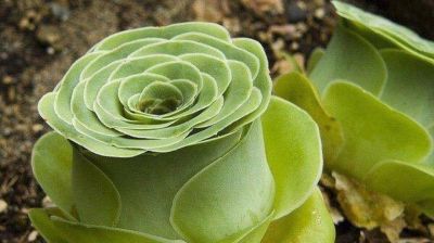 多肉植物（景天科） - 图画吧TUHUABA