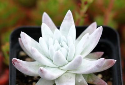 多肉植物（景天科） - 图画吧TUHUABA