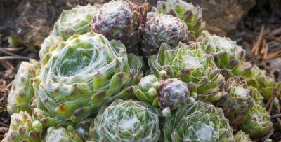 多肉植物（景天科） - 图画吧TUHUABA