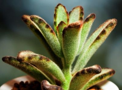 多肉植物（景天科） - 图画吧TUHUABA