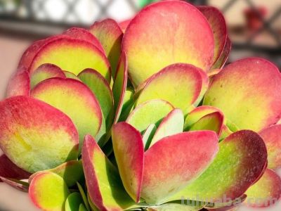 多肉植物（景天科） - 图画吧TUHUABA