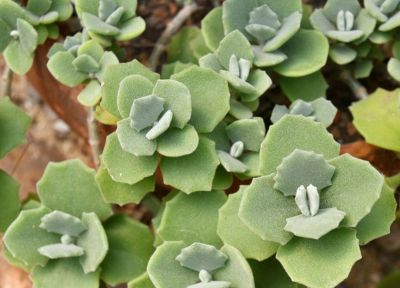 多肉植物（景天科） - 图画吧TUHUABA