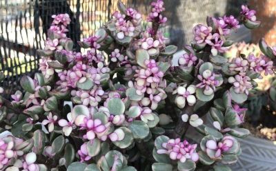 多肉植物（马齿苋科） - 图画吧TUHUABA