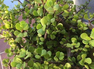 多肉植物（马齿苋科） - 今日头条