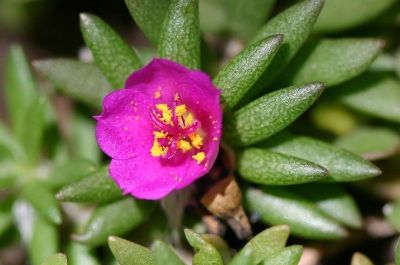 多肉植物（马齿苋科） - 图画吧TUHUABA