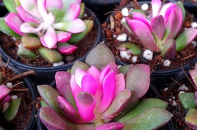 多肉植物（马齿苋科） - 图画吧TUHUABA