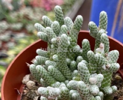 多肉植物（马齿苋科） - 图画吧TUHUABA