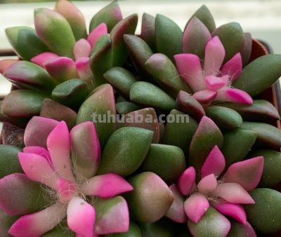 多肉植物（马齿苋科） - 图画吧TUHUABA