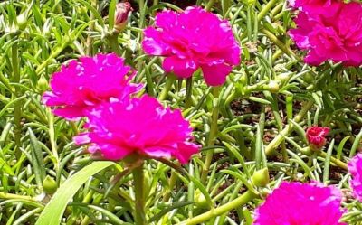 多肉植物（马齿苋科） - 图画吧TUHUABA