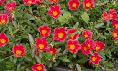 多肉植物（马齿苋科） - 图画吧TUHUABA