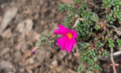 多肉植物（马齿苋科） - 图画吧TUHUABA