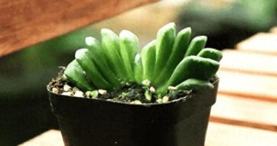 十大最漂亮的多肉植物，这10种多肉颜值爆表 - 今日头条