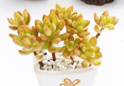 十大最漂亮的多肉植物，这10种多肉颜值爆表 - 图画吧TUHUABA