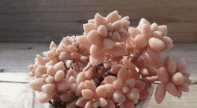 十大最漂亮的多肉植物，这10种多肉颜值爆表 - 图画吧TUHUABA