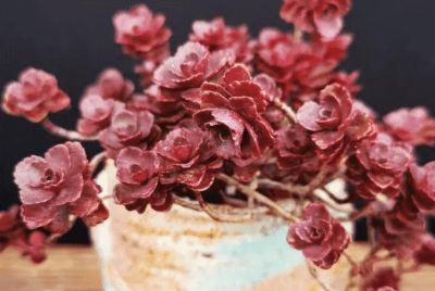 十大最漂亮的多肉植物，这10种多肉颜值爆表 - 图画吧TUHUABA