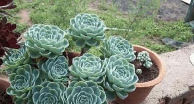 十大最漂亮的多肉植物，这10种多肉颜值爆表 - 图画吧TUHUABA