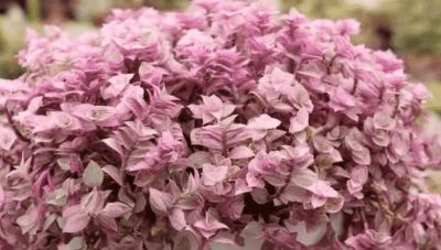 十大最漂亮的多肉植物，这10种多肉颜值爆表 - 图画吧TUHUABA