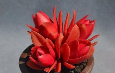 十大最漂亮的多肉植物，这10种多肉颜值爆表 - 图画吧TUHUABA