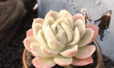 十大最漂亮的多肉植物，这10种多肉颜值爆表 - 图画吧TUHUABA