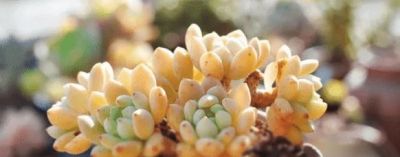 十大最漂亮的多肉植物，这10种多肉颜值爆表 - 图画吧TUHUABA