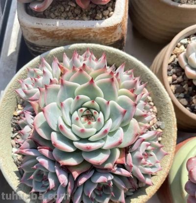 颗粒种的多肉，春天多施肥，多浇水，养的肥美，夏天容易度夏 - 图画吧TUHUABA