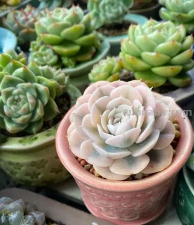 颗粒种的多肉，春天多施肥，多浇水，养的肥美，夏天容易度夏 - 图画吧TUHUABA