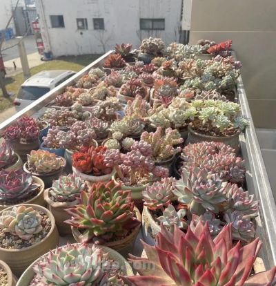 颗粒种的多肉，春天多施肥，多浇水，养的肥美，夏天容易度夏 - 图画吧TUHUABA