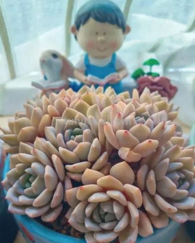 颗粒种的多肉，春天多施肥，多浇水，养的肥美，夏天容易度夏 - 图画吧TUHUABA