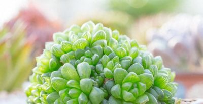 多肉植物（百合科） - 今日头条