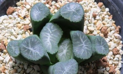 多肉植物（百合科） - 图画吧TUHUABA