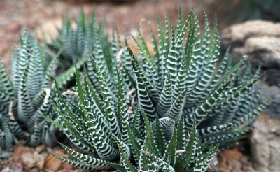 多肉植物（百合科） - 图画吧TUHUABA