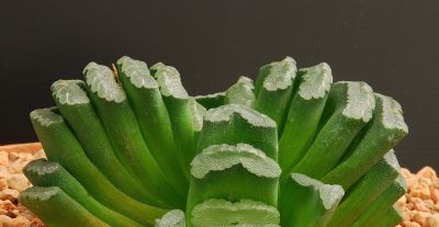 多肉植物（百合科） - 图画吧TUHUABA