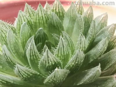 多肉植物（百合科） - 图画吧TUHUABA