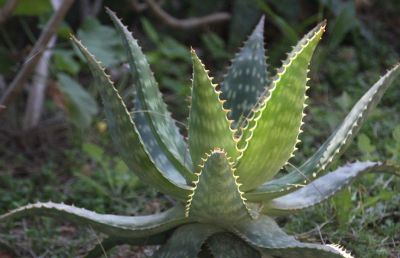 多肉植物（百合科） - 图画吧TUHUABA