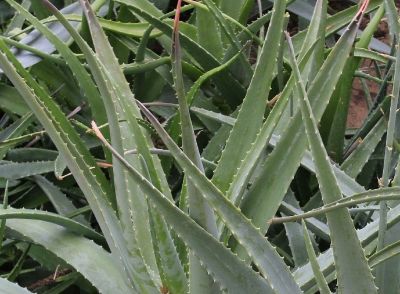 多肉植物（百合科） - 图画吧TUHUABA