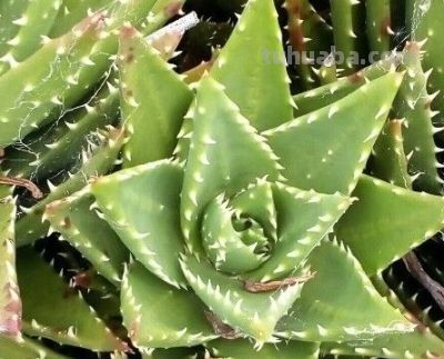 多肉植物（百合科） - 图画吧TUHUABA