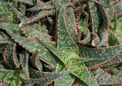 多肉植物（百合科） - 图画吧TUHUABA