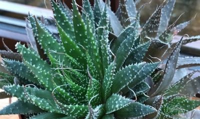 多肉植物（百合科） - 图画吧TUHUABA