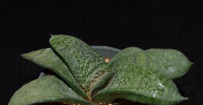 多肉植物（百合科） - 图画吧TUHUABA